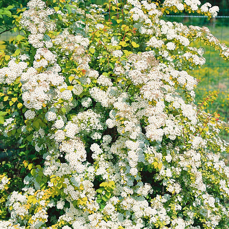 Фото Спирея вангутта Золотой фонтан