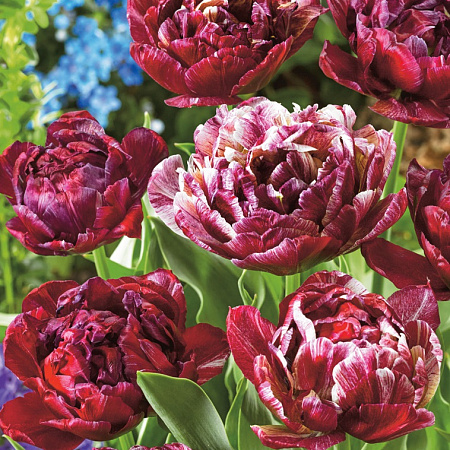 Фото Тюльпан Ночной дозор