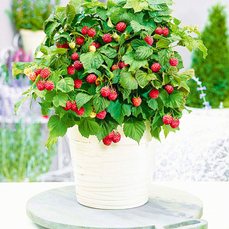 Фото Малина ремонтантная Бон Бон Берри Ямми