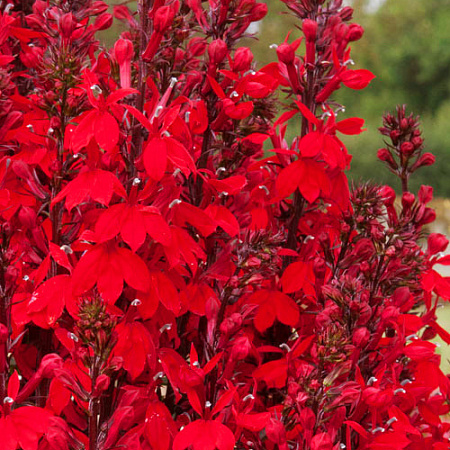 Фото Лобелия Красный вулкан