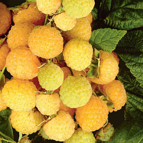 Малина ремонтантная Утренняя роса