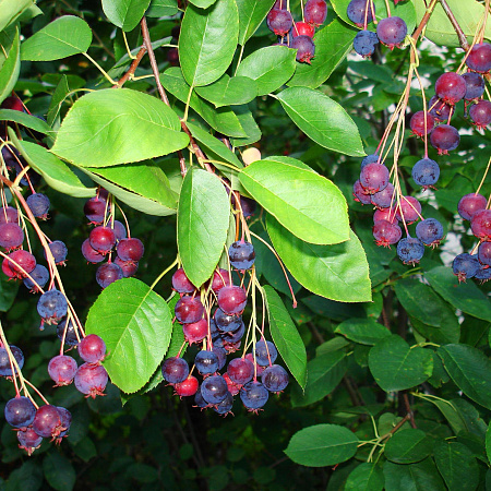 Фото Ирга Смоки