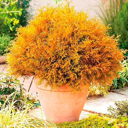 Фото Туя западная Рейнголд