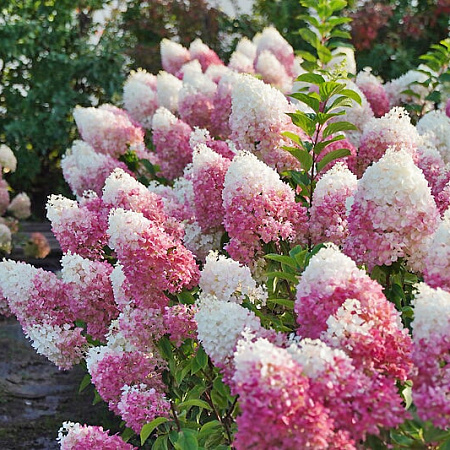 Фото Гортензия метельчатая Строуберри Блоссом