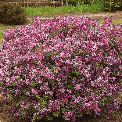 Сирень Мейера Палибин