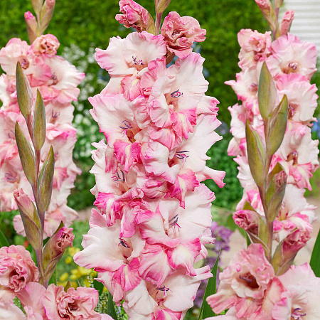 Фото Гладиолус Кавказ