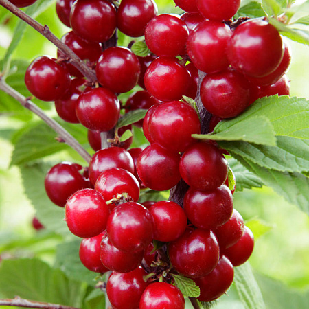 Фото Вишня войлочная Натали