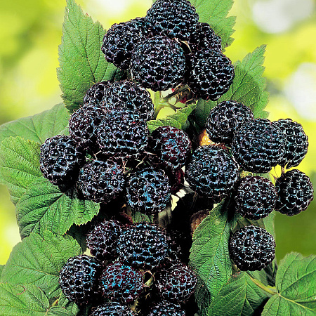 Фото Малина Бристоль