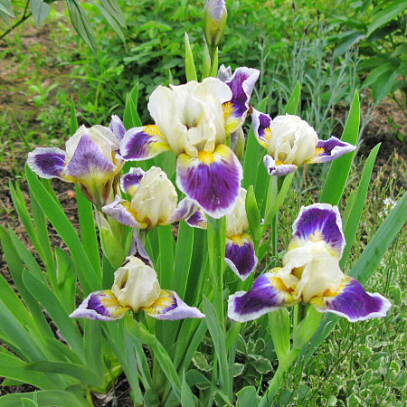 Фото Ирис карликовый Майки Лайкс Ит