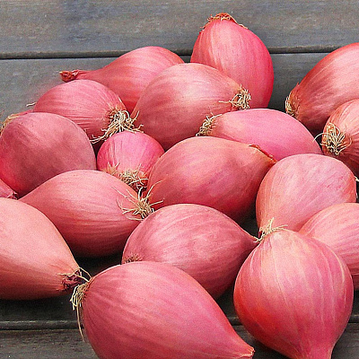 Лук семейный (шалот) Челябинский розовый