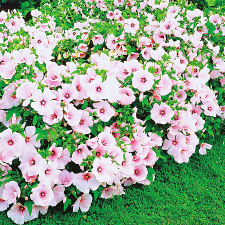 Фото Лаватера Розовая королева