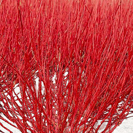 Фото Дёрен белый Ред Гном