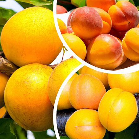 Фото Светодиодная лампа Алмаз 12