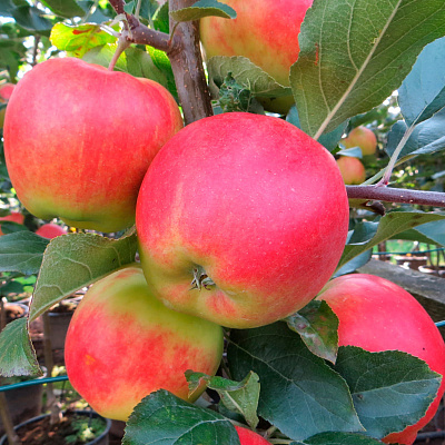 Яблоня Ковровое