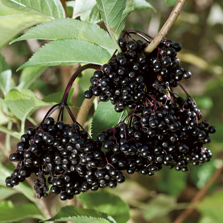 Фото Бузина Хашберг