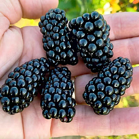 Ежевика Бжезина