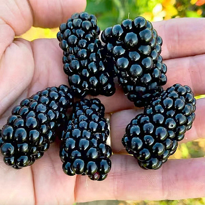 Ежевика Бжезина