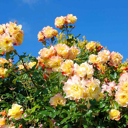 Фото Роза плетистая-клаймбер Мунлайт