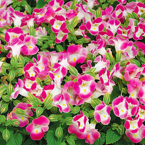 Торения Кауай Розовая