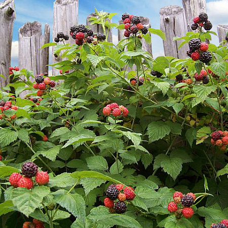 Фото Малина Бристоль