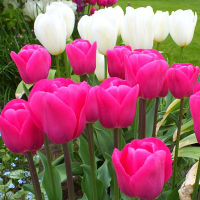 Тюльпан триумф Барселона