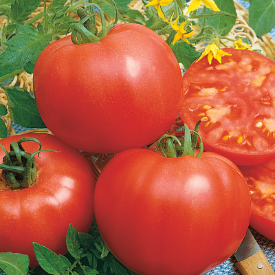 Помидор Сильвестр F1