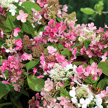 Фото Гортензия метельчатая Фурор