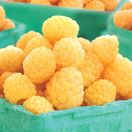 Фото Малина ремонтантная Олл голд