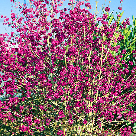 Фото Красивоплодник бодиньера Профьюжн
