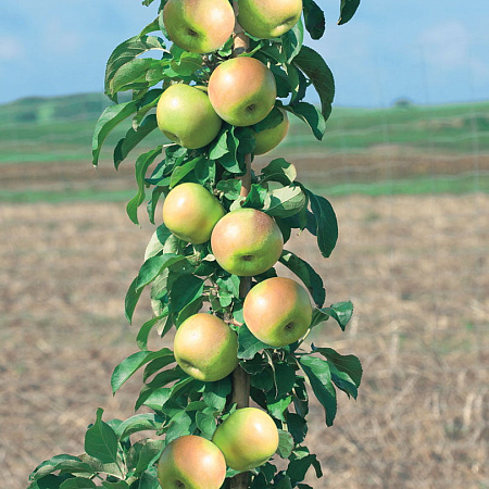 Фото Яблоня Президент