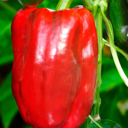 Фото Перец сладкий Кинг F1