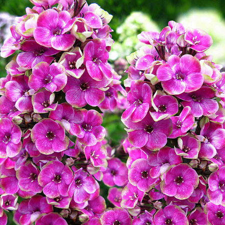 Фото Флокс метельчатый Ауреоле