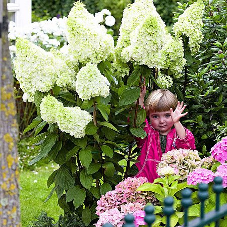 Фото Гортензия метельчатая Мэджикал Лунный свет