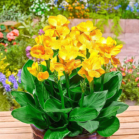 Фото Канна Хэппи Эмили