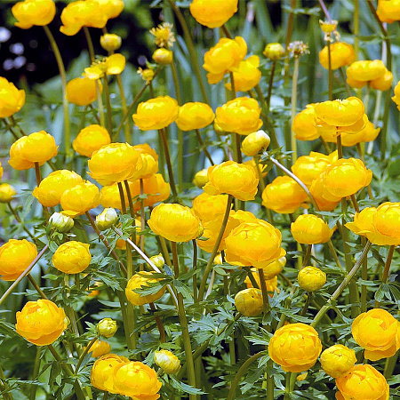 Фото Купальница Золотая королева