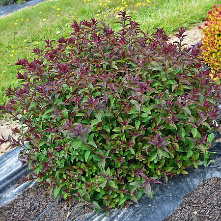 Фото Спирея японская Мерло Грин