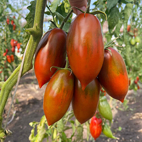Помидор Булат