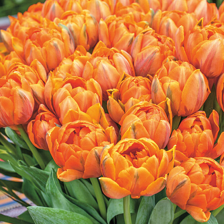Фото Тюльпан Оранжевая принцесса