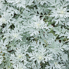 Полынь Стеллера