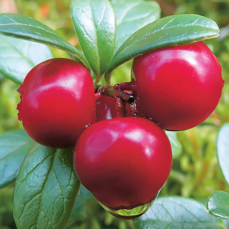 Фото Брусника Санна