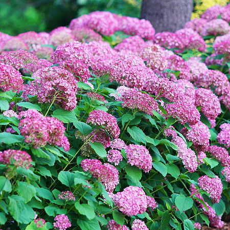 Фото Гортензия древовидная Сильная духом
