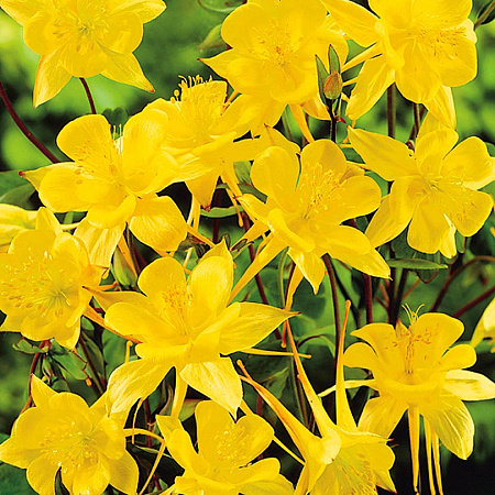 Фото Аквилегия Жёлтая