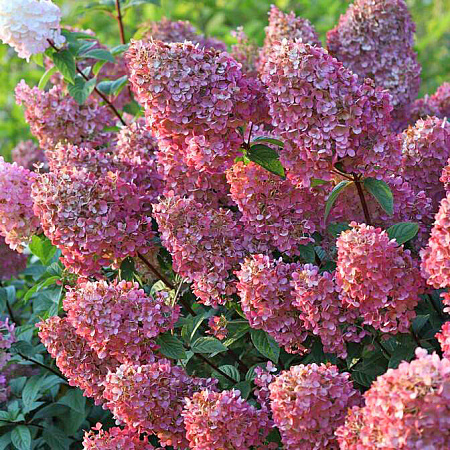 Фото Гортензия метельчатая Бомбшелл