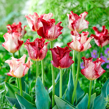 Фото Тюльпан триумф Страйпт Краун