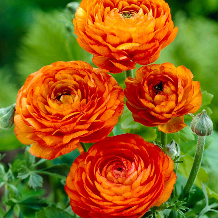 Фото Лютик Оранж