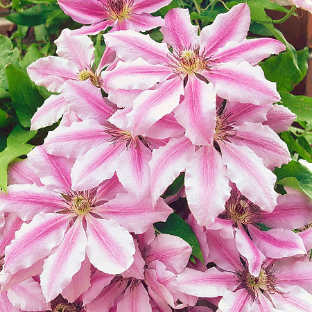 Фото Клематис Нелли Мозер