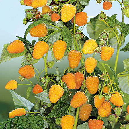 Фото Малина ремонтантная Золотая осень