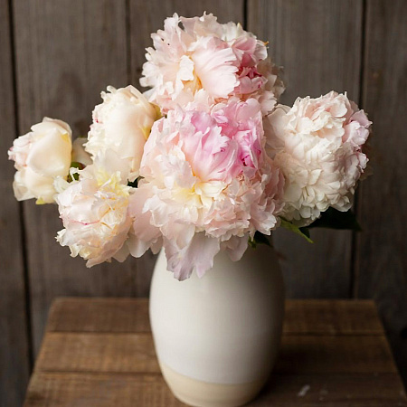 Фото Пион Энджел Чикс