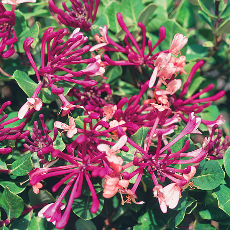 Фото Жимолость плетистая Дартс Ворлд