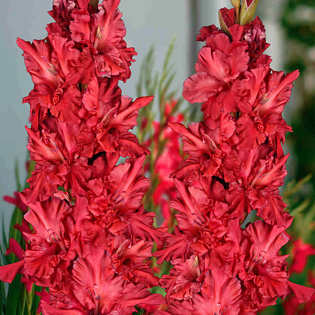 Фото Гладиолус Конёк Горбунок